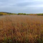 Reed Canary Grass, Headley Hall, Oct. 2025