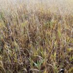 Reed Canary Grass Yellowing, Headley Hall, Oct. 2025