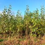 SRC Poplar, Auchincruive, October 2025