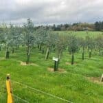 SRF Eucalyptus, Hillsborough, October 2025