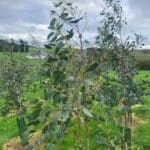 SRF Eucalyptus, Hillsborough, October 2025