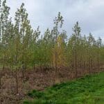 SRF Poplar, Headley Hall, October 2025