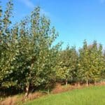 SRF Poplar, Auchincruive, October 2025