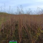 Sida, Headley Hall, Oct 2025