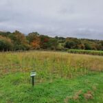 Sida, North Wyke, Oct 2025
