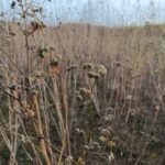 Sida seed pods, Headley Hall, Oct 2025