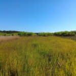 Switchgrass, Headley Hall, Sept. 2025