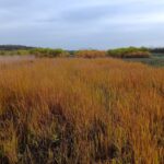 Switchgrass, Headley Hall, Oct. 2025