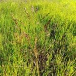 Switchgrass, Headley Hall, Sept. 2025
