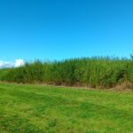 Willow Vars, Headley Hall, Sept. 2025