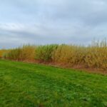 Willow vars, Headley Hall, Oct. 2025
