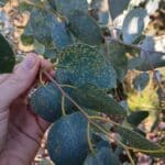 Yellow Black spots Eucalyptus leaf, Headley Hall, Sept. 2025