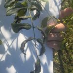 SRF Black Locust 'Turbo' - Chesham, Sept. 2025