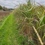 Miscanthus Athena, Chesham, Sept. 2025