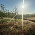 SRF Poplar - Chesham, Sept. 2025