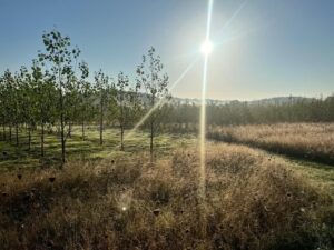SRF Poplar - Chesham, Sept. 2025