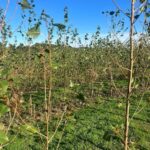SRC Poplar - Chesham, Sept. 2025