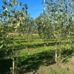 SRF Poplar - Chesham, Sept. 2025