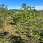SRF Black Locust 'Turbo' - Chesham, Sept. 2025