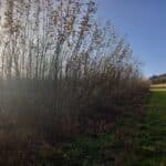 Willow variety trial, Boghall, Nov. 2025