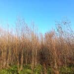SRC Willow, Boghall, Nov. 2025