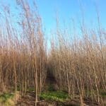 SRC Willow - Boghall, Nov. 2025