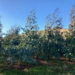 Eucalyptus, Boghall, Nov. 2025
