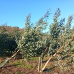 Storm damage, Eucalyptus, Nov. 2025