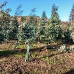 Storm damage, Eucalyptus, Nov. 2025