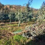 Storm damage, Eucalyptus, Nov. 2025