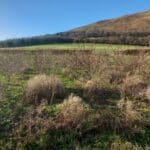 Black Locust, Boghall, Nov. 2025