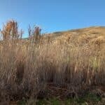 Miscanthus giganteus, Boghall, Nov. 2025