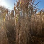 Miscanthus giganteus, Boghall, Nov. 2025