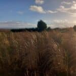 Miscanthus Athena, Boghall, Nov. 2025