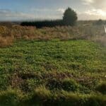 Miscanthus variety trial 2024, Boghall, Nov. 2025