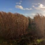 Miscanthus variety trial 2023, Boghall, Nov. 2025