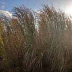 Miscanthus variety trial 2023, Boghall, Nov. 2025