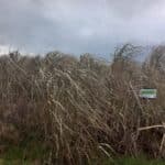 Miscanthus Athena, Auchincruive, Nov. 2025