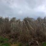 Miscanthus Athena, Auchincruive, Nov. 2025