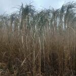 Miscanthus giganteus, Auchincruive, Nov. 2025