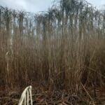 Miscanthus giganteus, Auchincruive, Nov. 2025