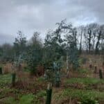 SRF Eucalyptus, Auchincruive, Nov.2025