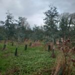 SRF Eucalyptus, Auchincruive, Nov.2025