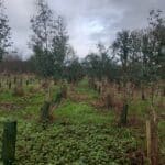 SRF Eucalyptus, Auchincruive, Nov.2025