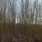 SRC willow wind damage, Auchincruive, Nov. 2025