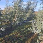 SRF Eucalyptus, Cockle Park Farm, Nov. 2025