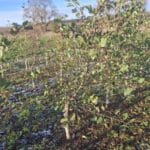 SRF Alder, Cockle Park Farm, Nov. 2025