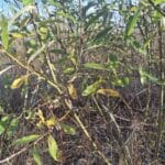 0.5ha SRC Willow, Cockle Park Farm, Nov. 2025