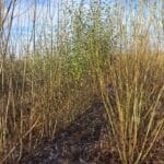 0.5ha SRC Willow, Cockle Park Farm, Nov. 2025