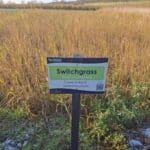Switchgrass, Cockle Park Farm, Nov. 2025